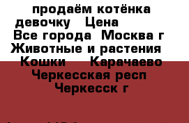 продаём котёнка девочку › Цена ­ 6 500 - Все города, Москва г. Животные и растения » Кошки   . Карачаево-Черкесская респ.,Черкесск г.